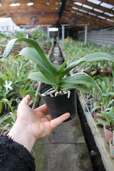 (Sedirea japonica-Vandopsis parishii) x Rhynchostylis gigiantea.jpg