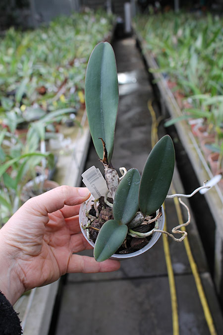 Cattleya lawrenceana var flamea.jpg
