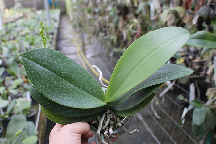 Phalaenopsis mannii black x schilleriana.jpg