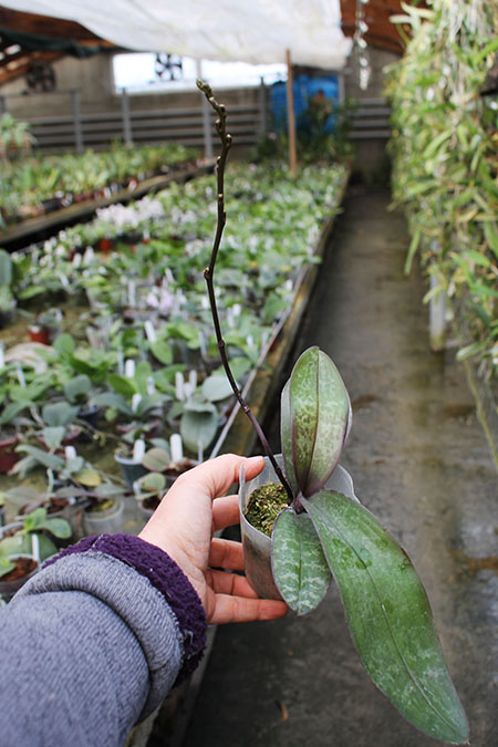 Phalaenopsis stuartiana x sib.jpg