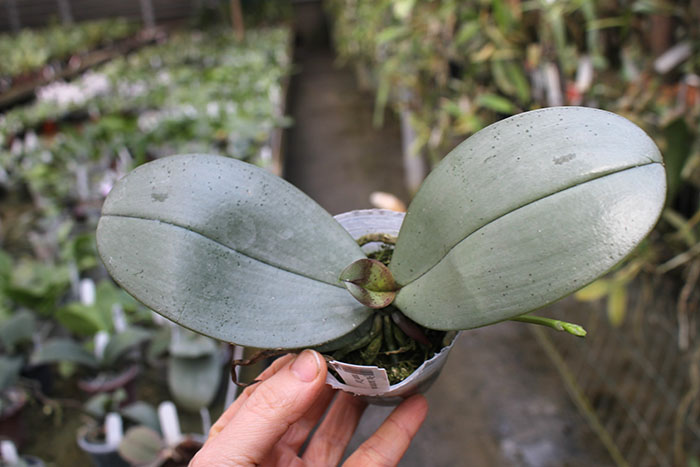 Phalaenopsis stuartiana punctatissima x mannii 'Dark'.jpg