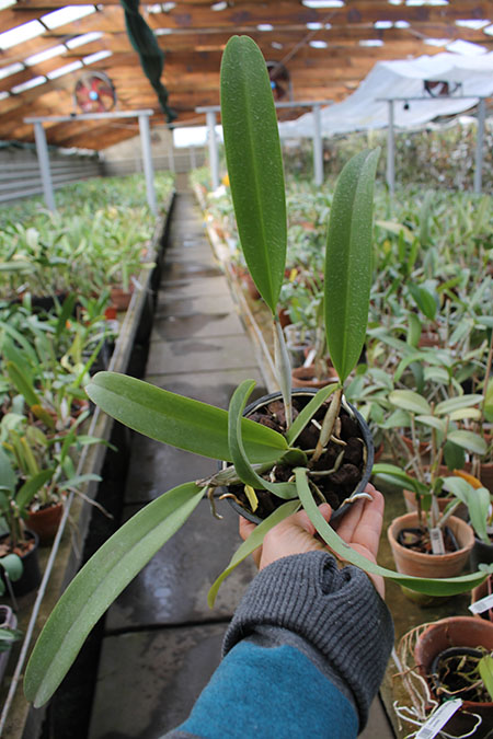 Laeliocattleya Luminosa (tenebrosa х dowiana).jpg
