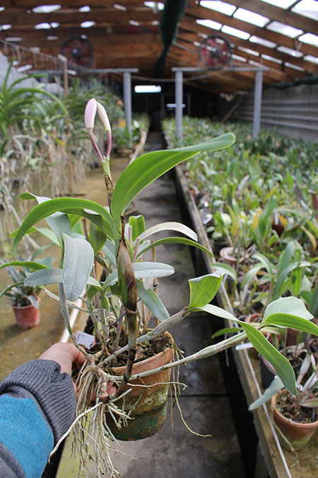 Cattleya skinneri.jpg