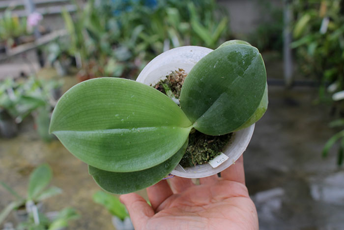 Phalaenopsis Zheng Min Tyrannosaurus x gigantea.jpg