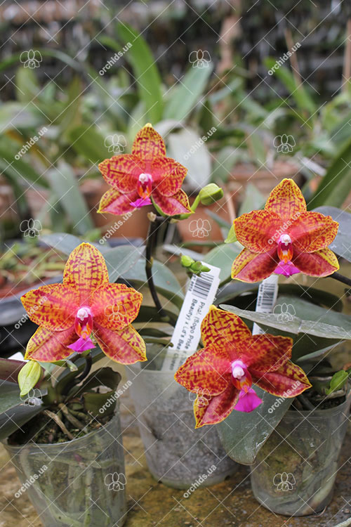 Phalaenopsis (Sogo Pride x Diamond Beauty) x Ld's Bear Queen.jpg