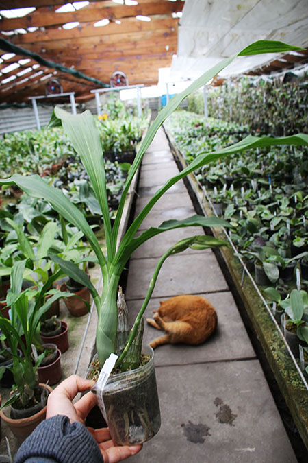 Catasetum osculatum.jpg