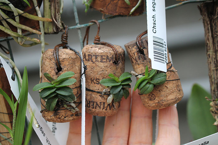 Schoenorchis fragrans.jpg