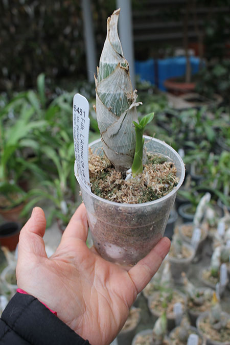 Fredclarkeara L'Amour de vie de Sue