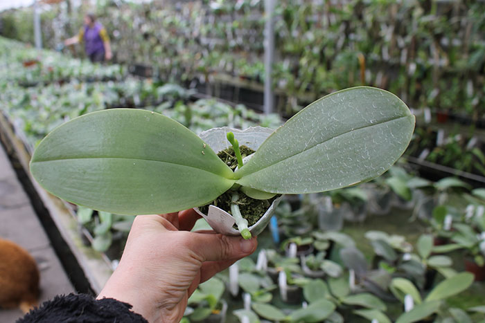 Phalaenopsis AL Sun Hannover 'A-Liang' (MC).jpg