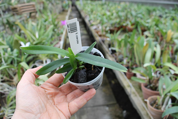 Vanda coerulea.jpg