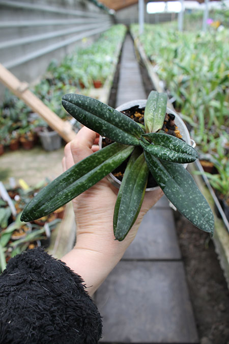 Paphiopedilum niveum x sib.jpg