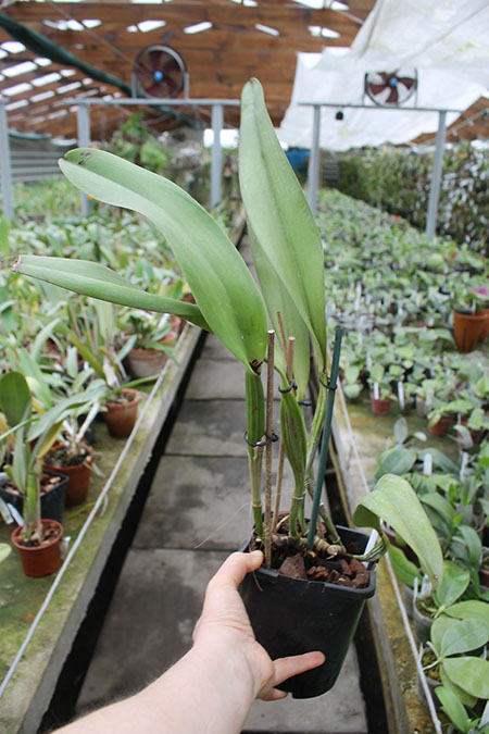 Cattleya x Hardyana semialba.jpg