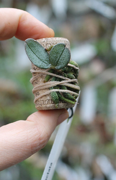 Aerangis punctata.jpg