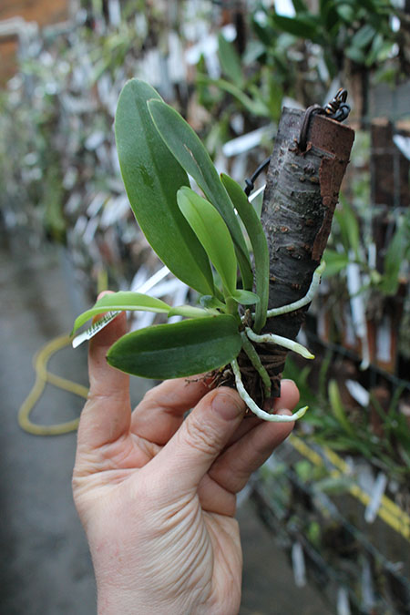 Laeliocattleya Magic Bell 'New Trick'.jpg