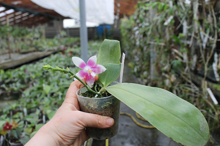 Phalaenopsis Yaphon Green Canary x tetraspis C#1.jpg
