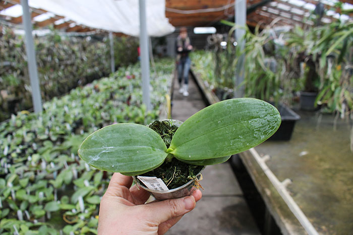 Phalaenopsis Jennifer Palermo x Dragon Tree Eagle 'DT-168'.jpg