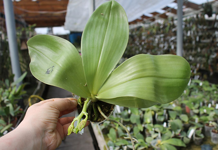 Phalaenopsis (Gelblieber 'B#1' x Hsia's Focus) x Magnificent Mibs.jpg