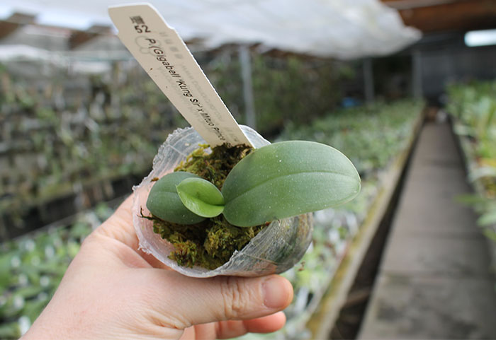 Phalaenopsis (Gigabell ‘Kung Sir’ x Mituo Prince ‘BB’).jpg