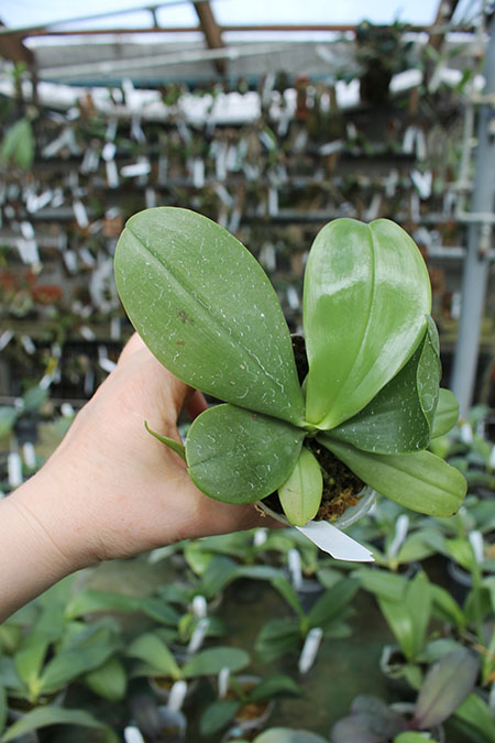 Phalaenopsis Chienlung Jewel Parrot.jpg