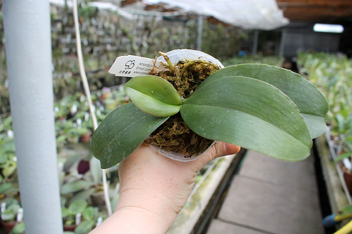 Phalaenopsis Javalin (javanica x lindenii).jpg