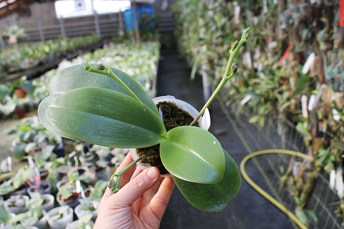 Phalaenopsis Sogo Relex 'F-1661'.jpg