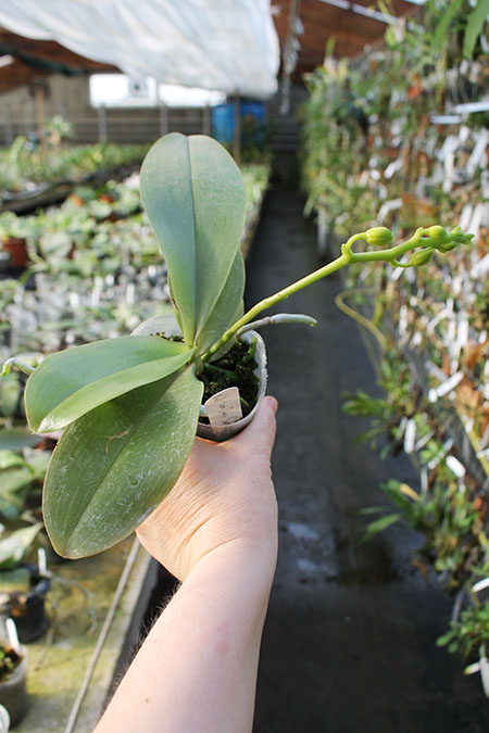 Phalaenopsis Yuan shan Sweet Girl.jpg