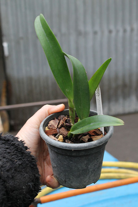 Rhyncholaeliocattleya Chunfong Apple 'Chief Jade'.jpg