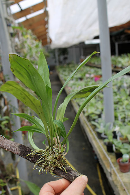 Dracula chiroptera.jpg