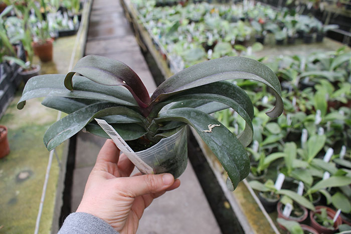 Asconopsis Irene Dobkin 'Orange'.jpg