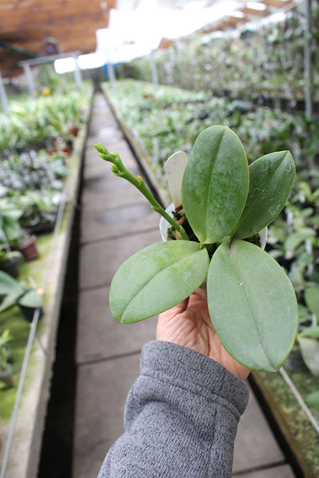Phalaenopsis AL Sun Hannover 'Red' x Chingruey’s Tiger.jpg