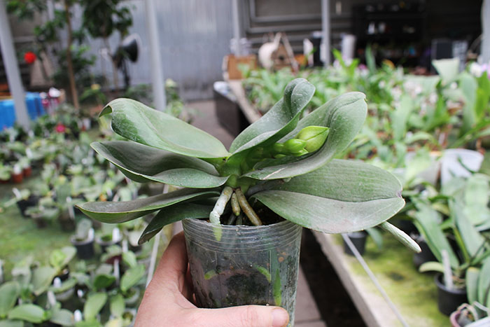 Phalaenopsis Chienlung Sweet Parrot.jpg