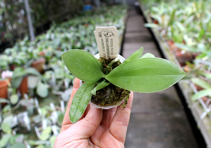 Phalaenopsis (Gelblieber x I-Hsin Spot Eagle).jpg