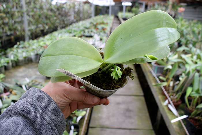 Phalaenopsis (Nobby's Green Eagle x DTE) x (violacea x Su-An Super Star).jpg