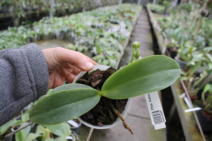 Phalaenopsis Natasha 'Aiko'.jpg