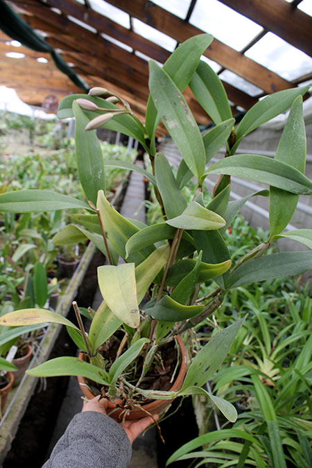 Cattleya skinneri.jpg