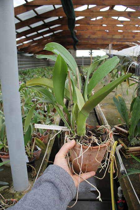 Cattleya gaskelliana 'Da Norma Dreher' x self.jpg
