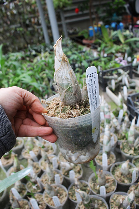 Fredclarkeara Kelly Longley.jpg