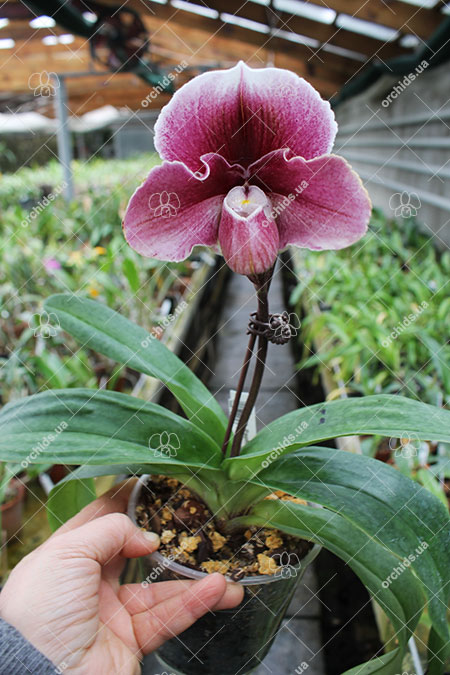 Paphiopedilum Winston Churchill x bellatulum.jpg