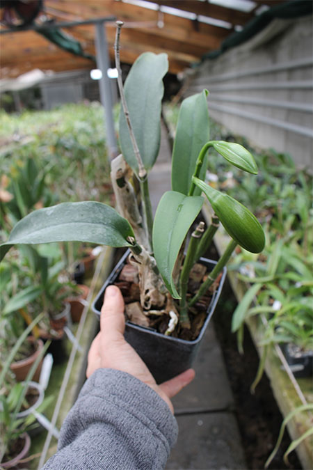 Epicattleya Siam Jade 'Avo'.jpg