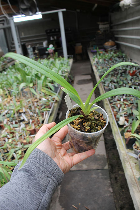 Phragmipedium schlimii.jpg