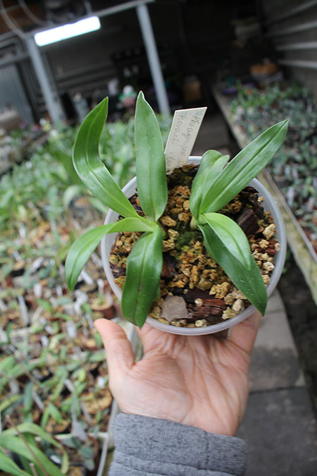 Phragmipedium kovachii x longifolium.jpg