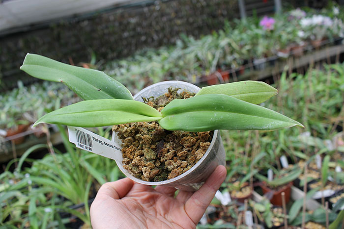 Phragmipedium besseae flava.jpg