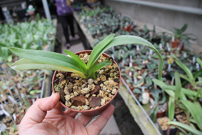 Phragmipedium lindenii.jpg