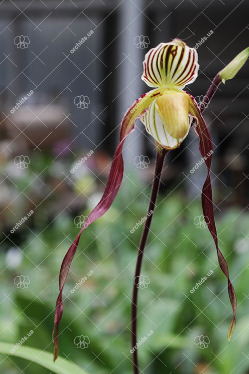 Paphiopedilum philippinense.jpg