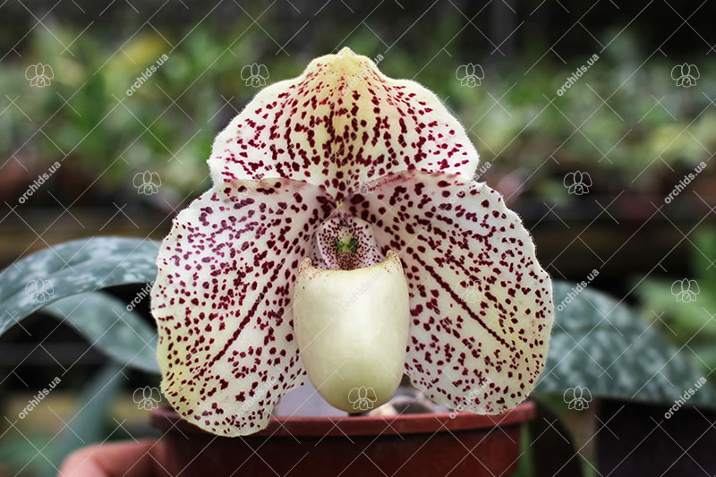 Paphiopedilum St Gratrix x Usuzuki.jpg