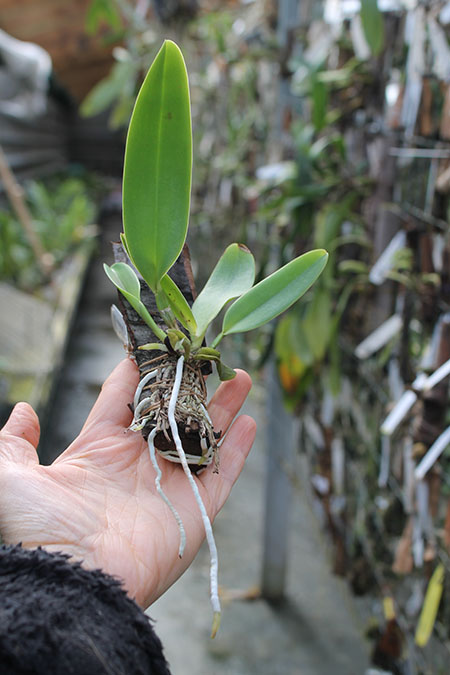 Cattleya dowiana aurea x self.jpg
