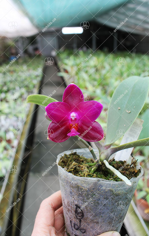 Phalaenopsis (Gelblieber x Coral Isles) x violacea.jpg