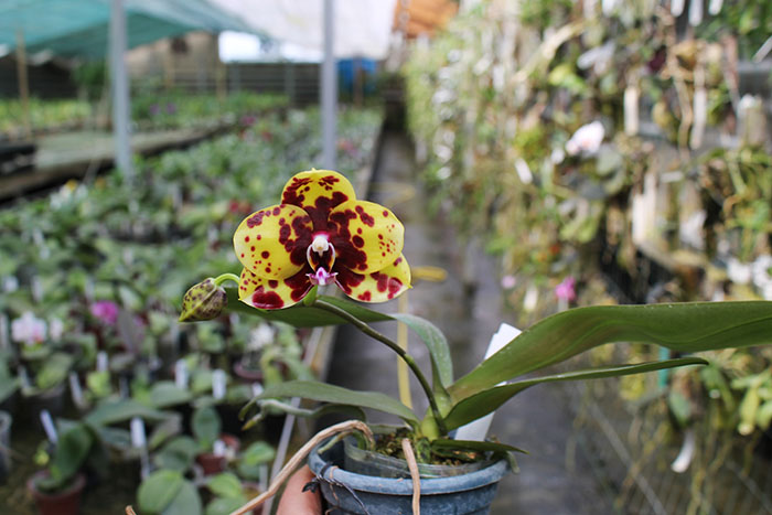 Phalaenopsis Mituo Diamond 'B-2'.jpg