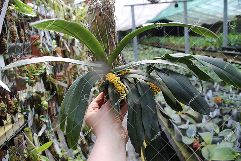 Pomatocalpa spicata.jpg