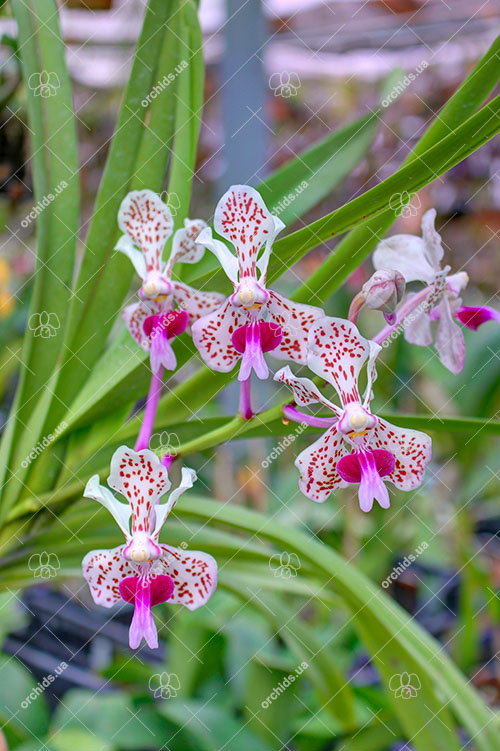 Vanda tricolor.jpg